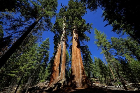 USA, California, Sequoia National Park, plant, tree, trees, giant sequoia, sequoia, cypress family
