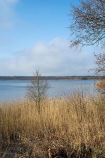 Reeds on the shore of Lake Rederangsee, Müritz National Park, Mecklenburg Lake District,