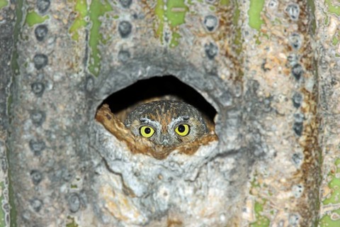Elf Owl Micrathene whitneyi Tucson, ARIZONA, United States 23 May Adult Strigidae