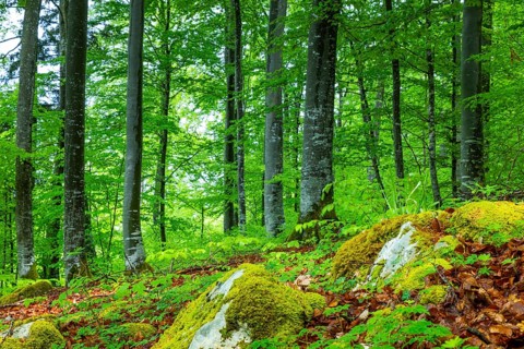 Beech (Fagus), beech family (Fagaceae), forest, fresh green, limestone, rock, Leibertingen, Upper
