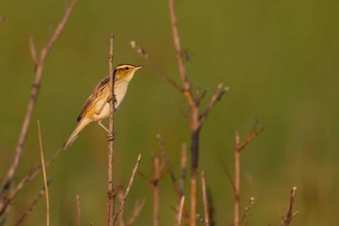 Aquatic Warbler - Seggenrohrsänger - Acrocephalus paludicola, Poland