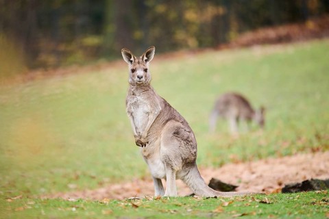 Western grey kangaroo (Macropus fuliginosus) standing on a meadow, Germany