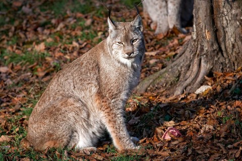 Lynx, captive, Bad Mergentheim Wildlife Park, Baden-Württemberg, Germany