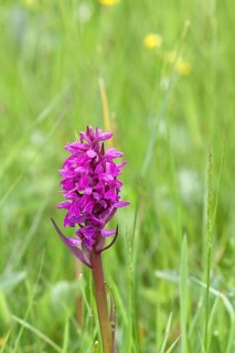 Broad-leaved orchid (Dactylorhiza majalis), orchid family (Orchidaceae), flowering on a wet meadow,