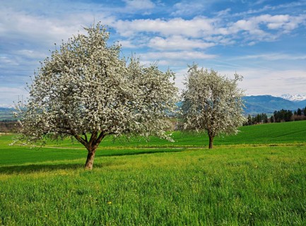 Flowering pear trees (Pyrus communis), Beinwil, Freiamt, Canton Aargau, Switzerland
