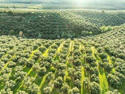 Fields of olive trees, trees planted in rows, aerial view, near village Cabra, Andalusia, Spain
