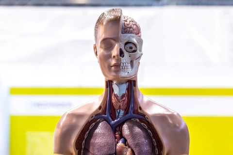 Human body model with muscles and organs for biology lessons. Scientific teaching aid from Hedinger