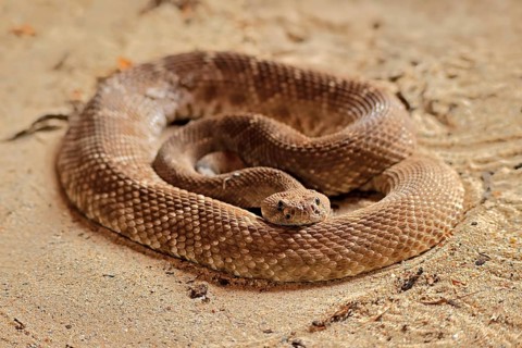 Red diamond rattlesnake (Crotalus ruber), adult, on ground, warming up, sunbathing, alert,