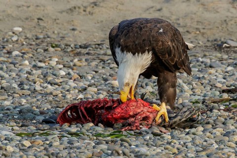Bald Eagle (Haliaeetus leucocephalus) eating a seal pup on a beach in British Columbia, Canada