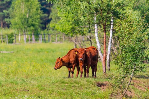 A herd of Polish red cattle (Bos primigenius f. taurus) resting on a pasture next to a pond. A