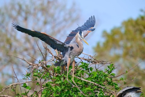 Two Great blue heron (Ardea herodias), with outstretched wings perched on branches surrounded by