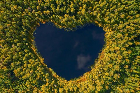 Aerial view over heart-shaped pond in autumn forest showing yellow fall colours, Sweden,