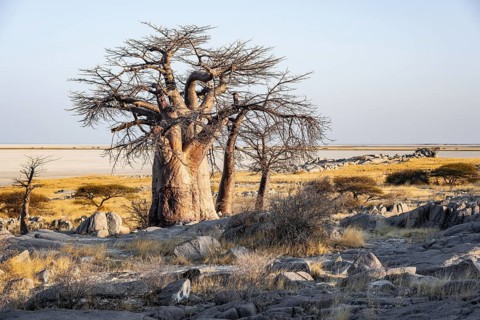 African baobab or baobab tree (Adansonia digitata), arid landscape, Kubu Island (Lekubu), Sowa Pan,