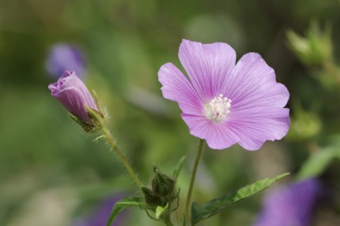 Crested summer mallow (Anoda cristata), flower, ornamental plant, North Rhine-Westphalia, Germany