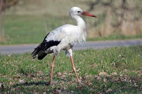 A stork walks across a meadow covered with leaves, Hitzacker, Wendland, Lower Saxony, Germany
