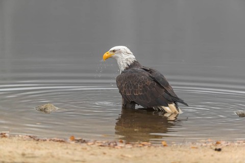 One Bald Eagle, Haliaeetus leucocephalus, standing in the shallow water ashore a small pond on a