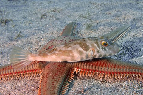 A pearled pufferfish (Sphoeroides spengleri) resting on a large red starfish, Astropecten