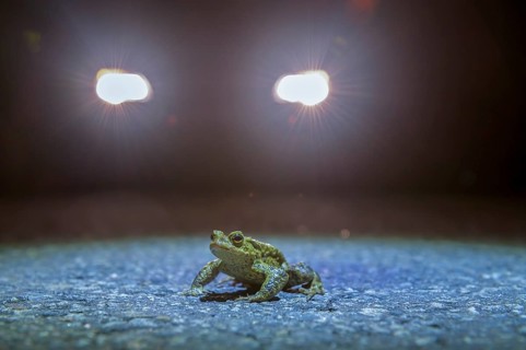 Common toad (Bufo Bufo) during toad migration at night in the spotlight, Dümmerniederung, Diepholz