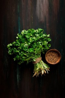 Bunch of fresh Cilantro, coriander seeds, on a dark wooden table, close-up, top view, no people.