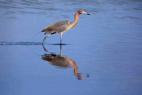 Reddish Egret (Egretta rufescens), adult, in water, foraging, hunting, alert, Merritt Island, Black