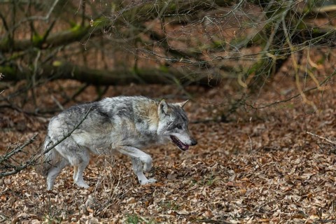 One eurasian gray wolf (Canis lupus lupus) walks on the forest floor over dead leaves