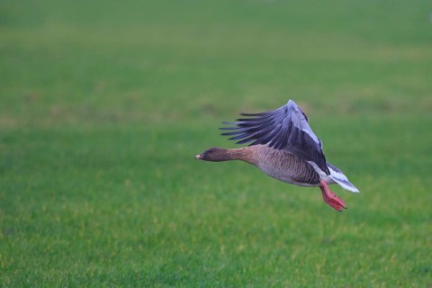 Pink-footed Goose (Anser brachyrhynchus), Netherlands