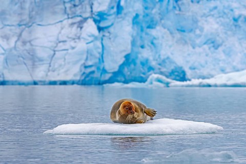 Bearded seal (Erignathus barbatus) resting on ice floe in front of ice wall of glacier along the