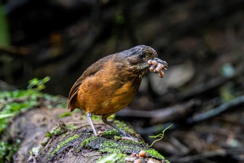 Moustached antpitta (Grallaria alleni), Mindo Forest Reserve, Mindo, Ecuador