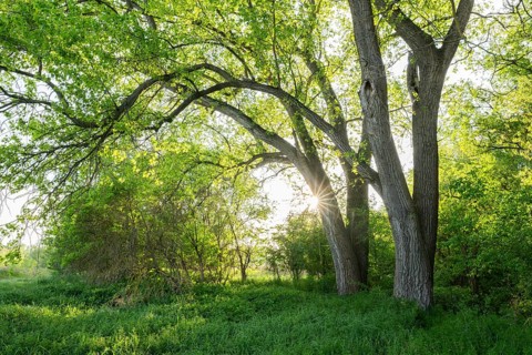 Poplars (Populus) backlit with sun star, Thuringia, Germany