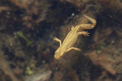 Smooth or Common newt (Lissotriton vulgaris) adult amphibian swimming in a pond, England, United