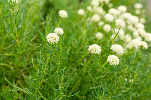 Olive herb (Santolina virens) in bloom in the Drübeck monastery garden, Ilsenburg, Harz,