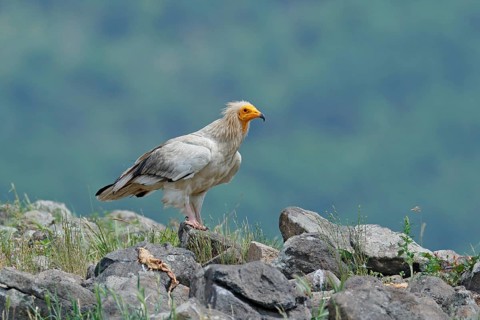 Egyptian vulture, Neophron percnopterus, big bird of prey sitting on stone, rock mountain, nature