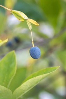 Snowflake bush (Chionanthus virginicus)