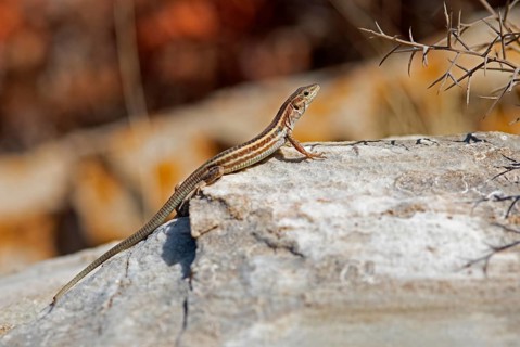 Peloponnese wall lizard (Podarcis peloponnesiacus), Peloponnese, Greece