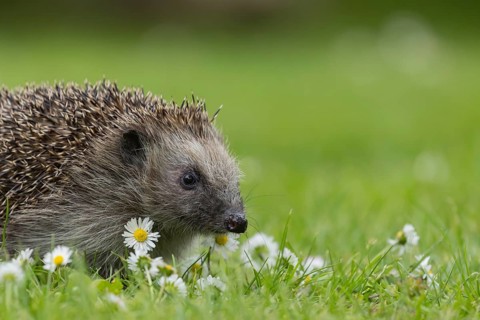 European hedgehog (Erinaceus europaeus) adult animal on a garden grass lawn with daisy flowers in