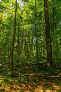Tree felling in the UNESCO World Heritage Site and Hainich National Park, primeval forest, Bad