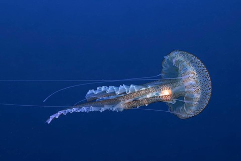 Luminous jellyfish (Hyères, Giens, Porquerolles, France)