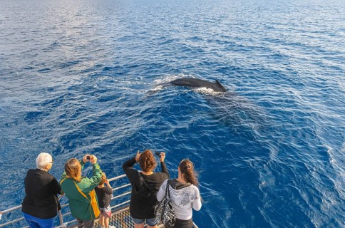 People on boat watching Humpback whale (Megaptera novaeangliae), Hervey Bay, Queensland, Australia