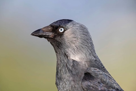 Jackdaw, (Corvus monedula), portrait, rook, family of corvids, raven, Wadi Darbat, Salalah,