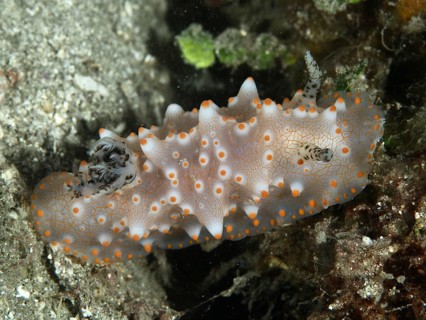 A detailed nudibranch with orange dots, Batangas Halgerda (Halgerda batangas), on the seabed, dive