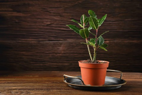 A young bay laurel plant in a terracotta pot, resting on a metal tray. The plant has vibrant green