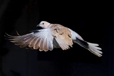 A pigeon flies with spread wings in front of a dark background, Eurasian collared dove