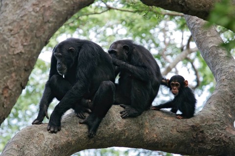 Ostafrikanischer Schimpanse (Pan troglodytes schweinfurthii) Männchen, Weibchen und Jungtier sitzen