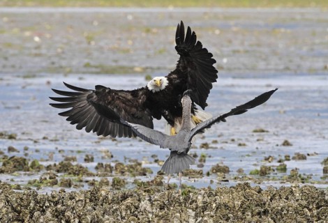 Bald Eagle (Haliaeetus leucocephalus) attacks Great Blue Heron (Ardea herodias), Washington, USA