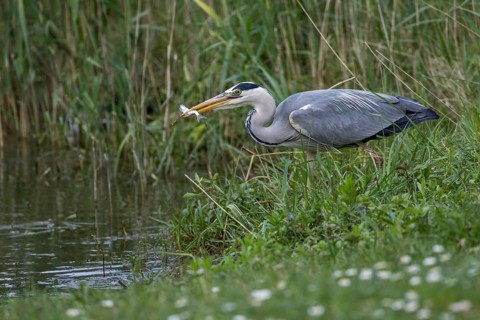 Grey Heron (Ardea cinerea) eating Common bleak (Alburnus alburnus), Mecklenburg-Western Pomerania,
