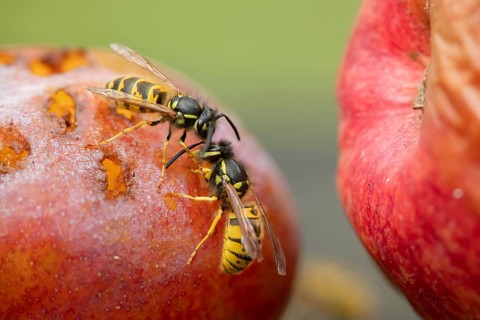 Common wasp (Vespula vulgaris) two adult insects fighting on fallen fruit in a garden in summer,