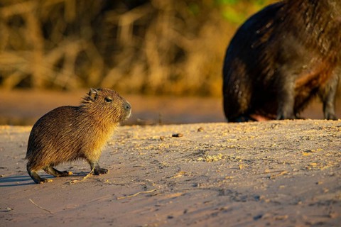 Capybara (Hydrochaeris hydrochaeris) Pantanal Brazil