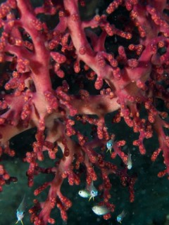 Close-up of a red coral, Godeffroy's soft coral (Siphonogorgia godeffroyi), with small fish, dive