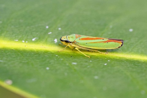 Rhododendron cicada (Graphocephala fennahi) sitting on a leaf of a rhododendron (Rhododendron),