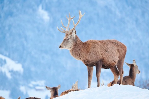 Red deer (Cervus elaphus) stag on a snowy meadow in the mountains in tirol, Kitzbühel, Wildpark